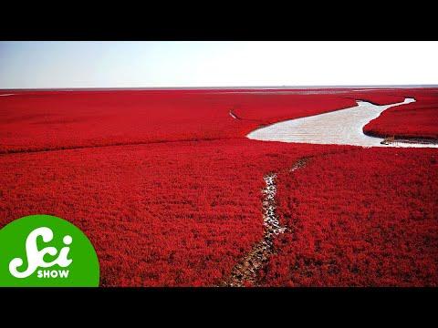 Something Weird Is Happening With This Bright Red Beach