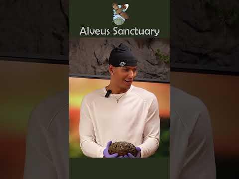 Georgie was NOT chopped!! 😔🥀 #alveussanctuary #marlon #mayahiga #bullfrog