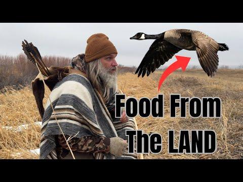 Food From The Land | Primitive Bow Hunting #hunting #survival #goose #archery #bowhunting #outdoors