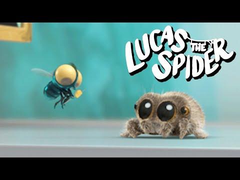Meet Lucas the Spider's Friend Findley