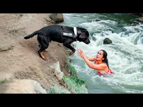 Der Beweis, dass wir keine Hunde verdienen