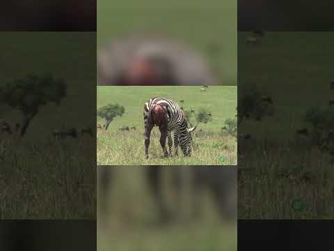 Zebras Nature's Ultimate Prey - Horrifying Planet - Ep  1