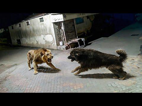 Wenn Tiere sich mit dem falschen Gegner anlegen