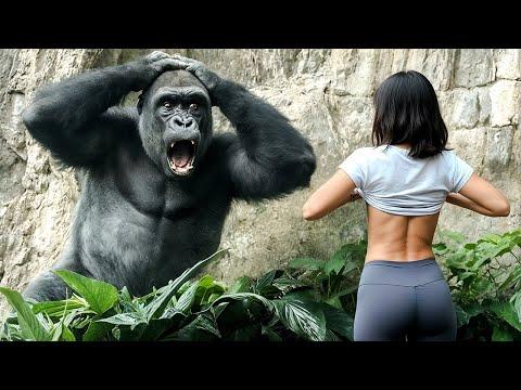 Diese Affen werden dich zum Lachen bringen