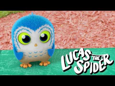 Arlo Needs a Nap | Lucas the Spider Kids Cartoon
