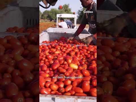🍅KNOCHEN-Job: Tomatenernte bei 40 Grad!