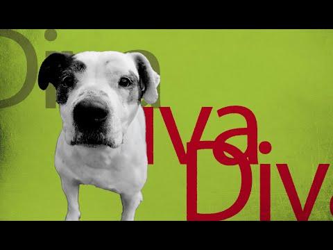 American Staffordshire Terrier: DIVA | Champions suchen ein Zuhause! | Tierheim Berlin