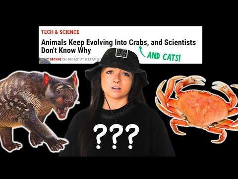 CAT VS. CRAB: The True Ideal Form | Lindsay Nikole
