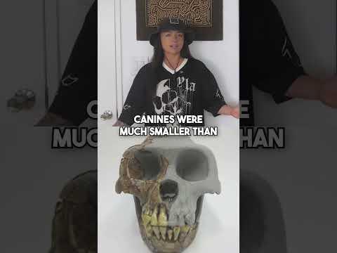 Brains aren't everything in evolution #hominids #evolution #humanorigins