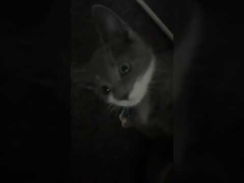 I Tried This Trend On My Cat #shorts