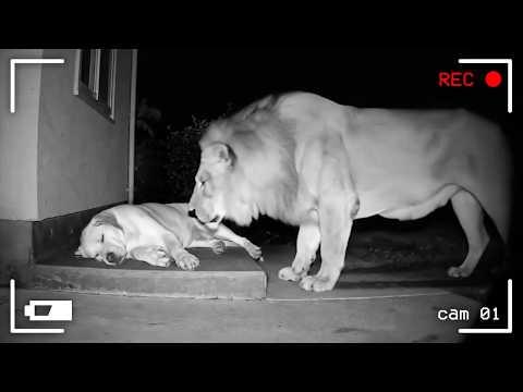 Wilde Tiere dringen in die Häuser von Menschen ein