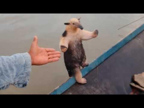 UNUSUAL MEMES COMPILATION V332