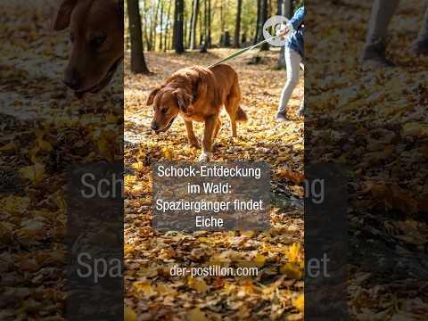 Schock-Entdeckung im Wald: Spaziergänger findet Eiche