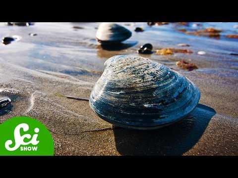 The Secret To Saving The Oceans Is In… Clams?