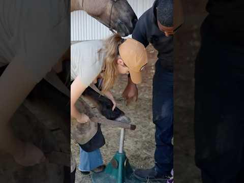 Learning how to trim my horse’s feet! 🐴 #shorts #horse #farrier #horsegirl #irl #mayahiga #twitch