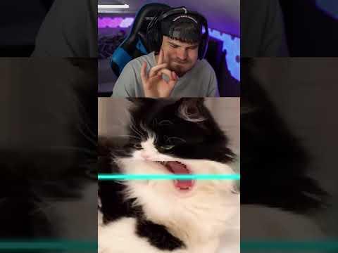 Lustige Katzen 😹 #shorts