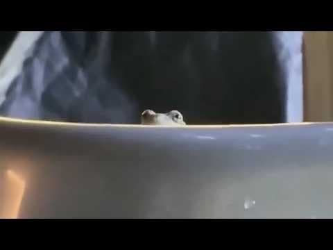 UNUSUAL MEMES COMPILATION V395