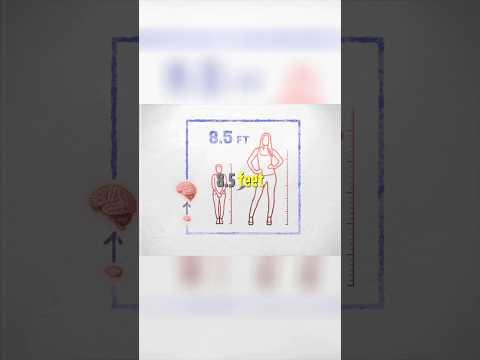 Why human brain size sky rocketed