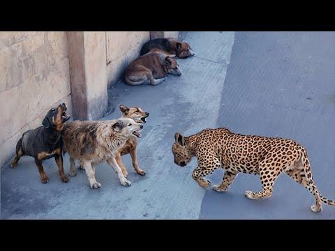 Tapfere Hunde vs wilde Tiere