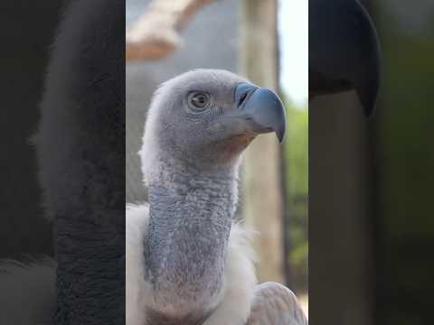 These birds deserve more love 🥹 #conservation