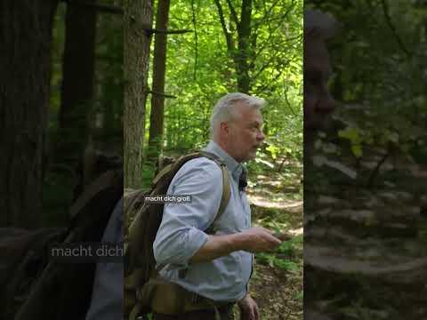 Was tun, wenn Dir ein Wolf begegnet? #ykollektiv