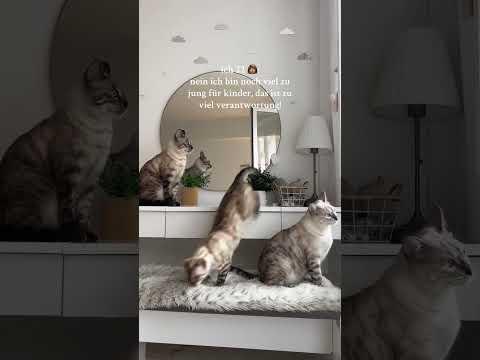 aber 4 Katzen💀