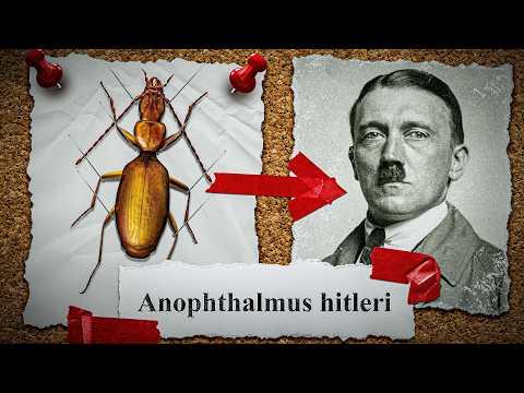 Insekten, die es WIRKLICH gibt?!