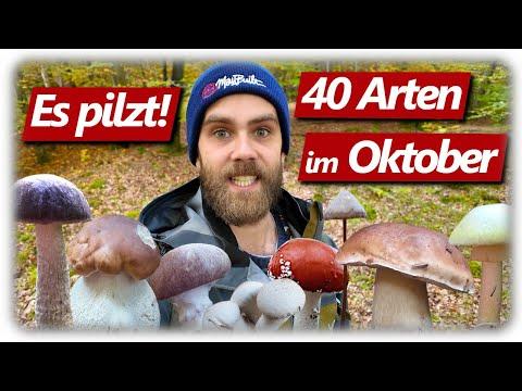 Pilze ohne Ende | Steinpilze, XXL Krause Glucke, Herbsttrompeten | 40 Arten im Oktober 2025