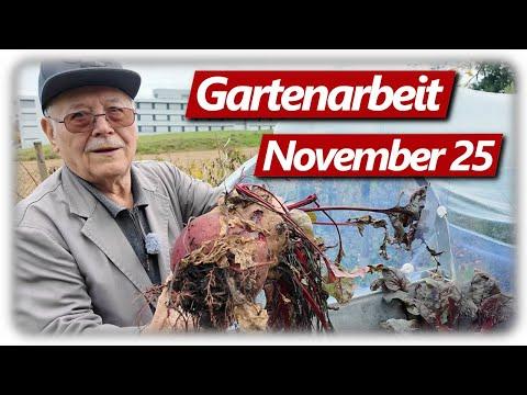 Gartenarbeit November | Süßkartoffeln, Himbeeren, Chili, Garten winterfest machen