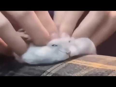 UNUSUAL MEMES COMPILATION V365