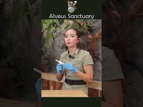 Fun facts about frogs 🐸 #alveussanctuary #mayahiga #yourrage