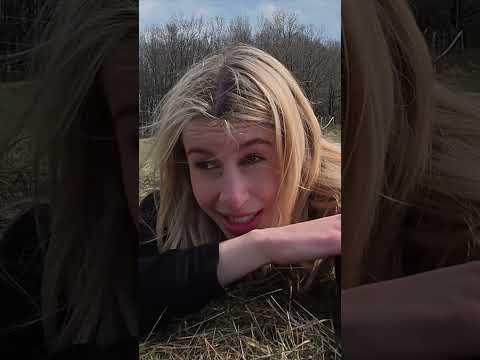 Sind die Suchhund die Lösung?