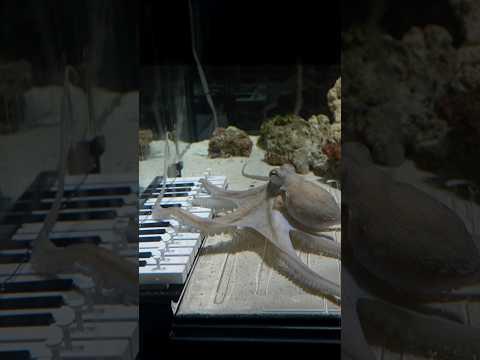 I taught an octopus piano (it took 6 months)