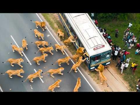 Safari-Reisen, Die Furchtbar Schief Gegangen Sind
