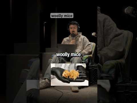 cloning woolly mice