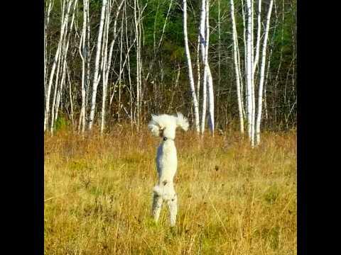 Nell Gould - Original Songs