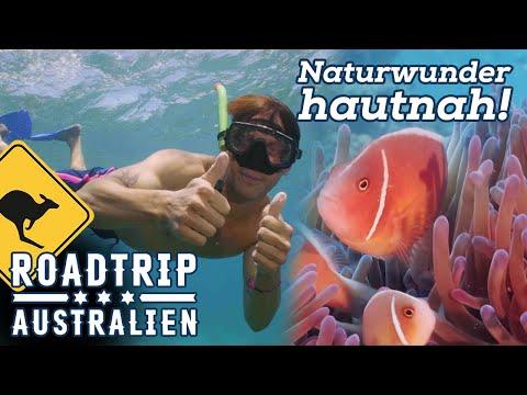 Auf zum Great Barrier Reef - Eine außergewöhnliche Bootsfahrt in eines der GRÖSSTEN Naturwunder!