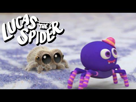 Lucas the Spider Meets a NEW Spider Friend