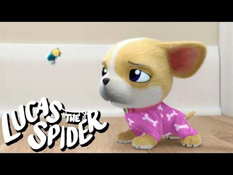 Avocado Gets Into TROUBLE! + More Lucas the Spider Cartoons for Kids