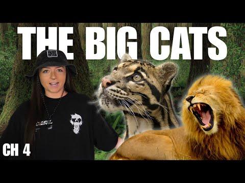 The Big Cats (That We Know Of) | History of Cats Episode 4