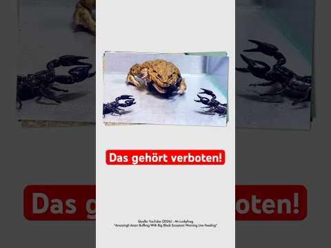 Insect Wars müssen verboten werden!