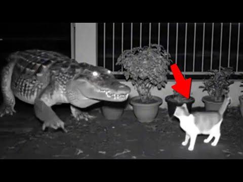 Wenn Tiere sich mit dem falschen Gegner anlegen