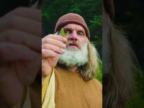 YARROW The Mountain Medicinal Plant #survival #primitiveskills #naturalhealing #health #healthy