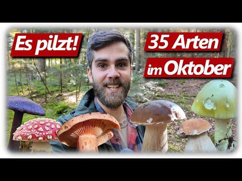 Pilze ohne Ende | Steinpilze, Fliegenpilze, Krause Glucke | 35 Arten im Oktober 2025
