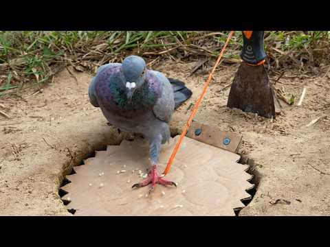 UNUSUAL MEMES COMPILATION V368