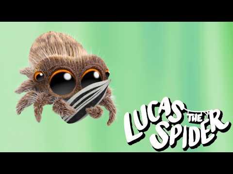 Lucas the Spider Just Wants a Sunflower Seed