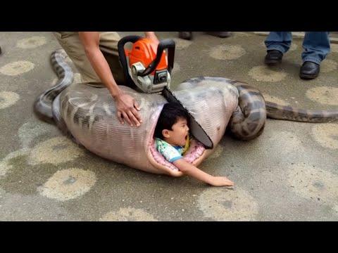 Die heftigsten Zoo-Unglücke aller Zeiten