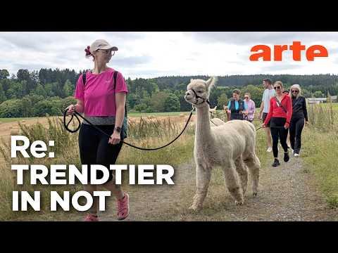 Der Hype ums Alpaka | ARTE Re: