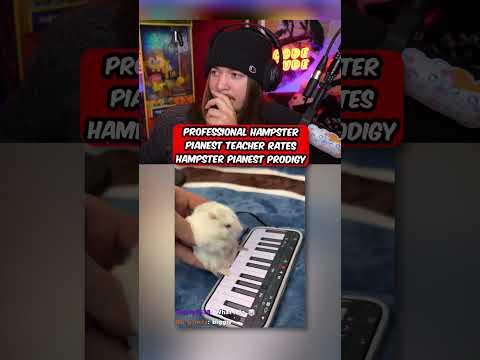 The Best Hamster Pianist I've come across yet...
