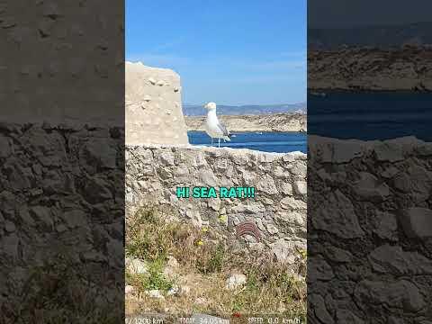 We Have Me Talking To Seagulls Before GTA 6...